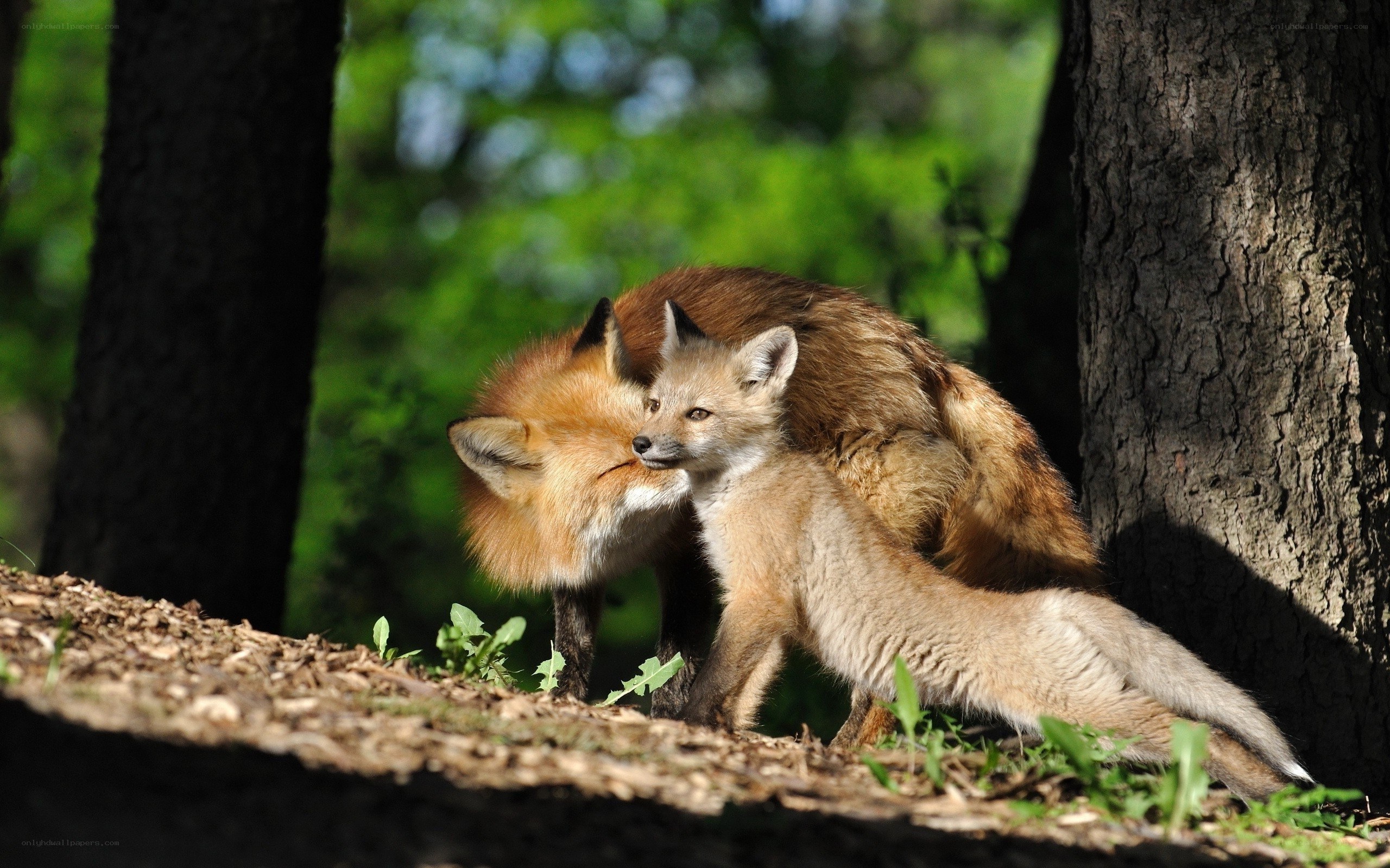 Fox mother and cub in forest