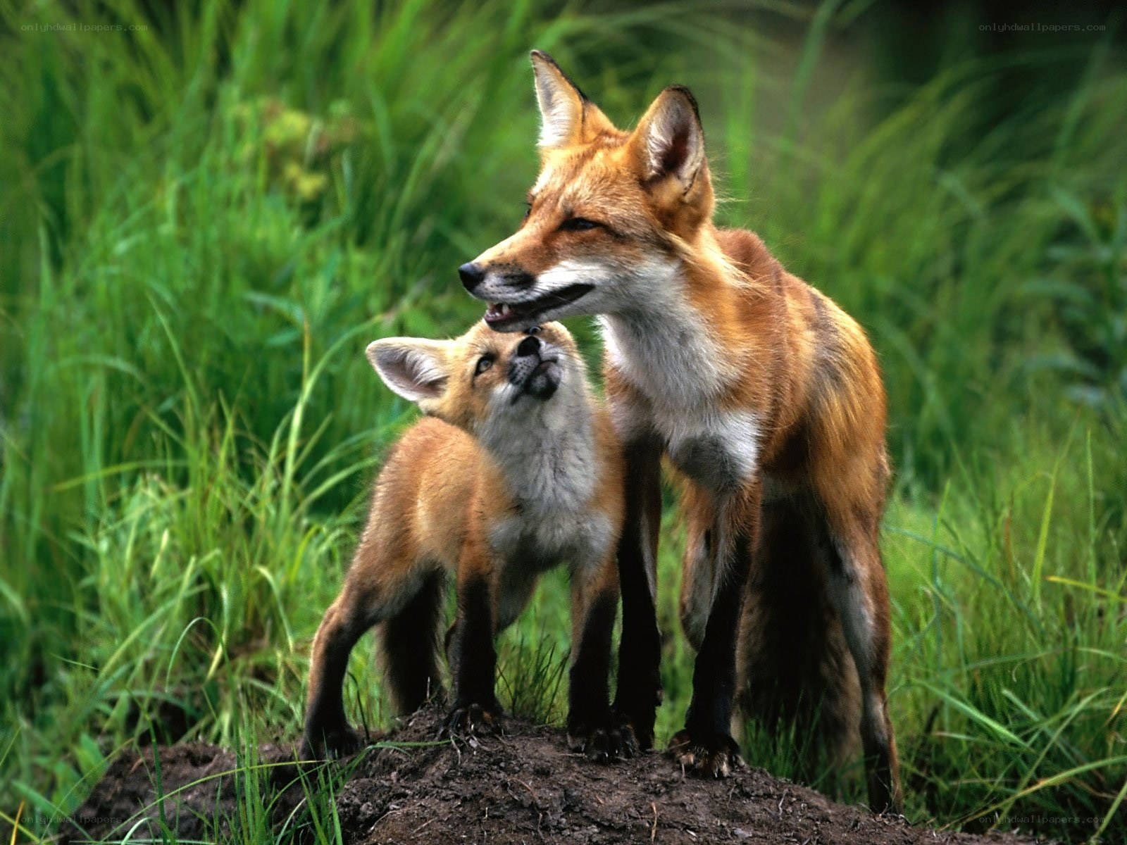 Fox mother and cub in grass