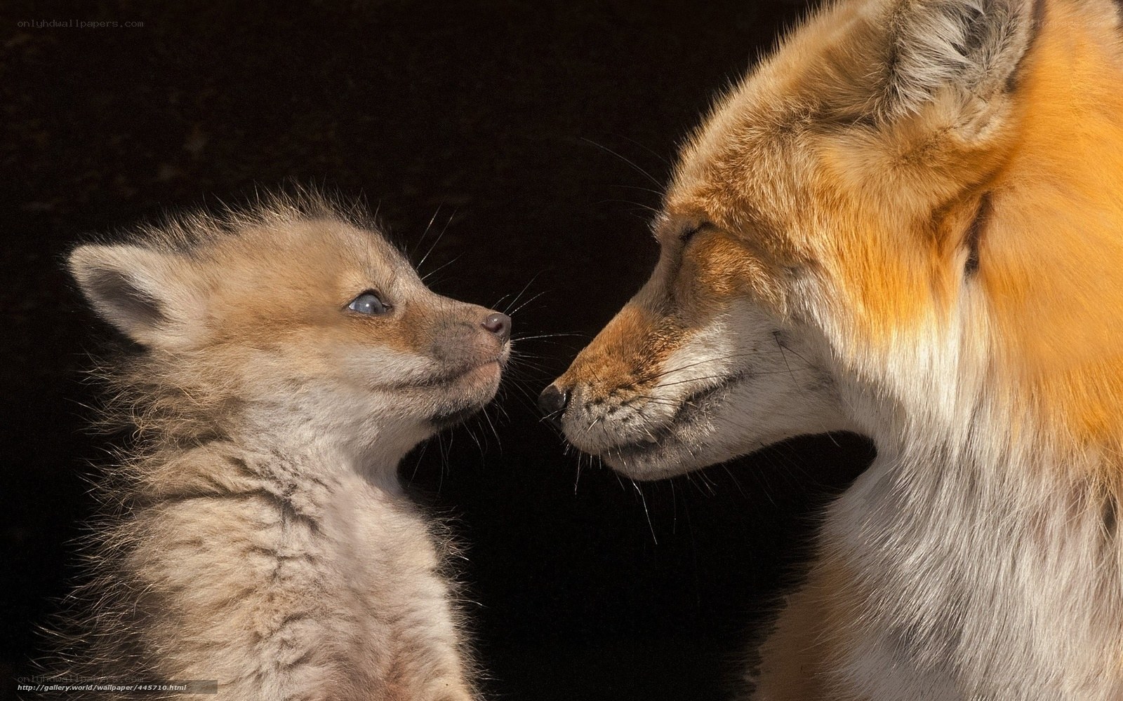Fox mother and cub interaction