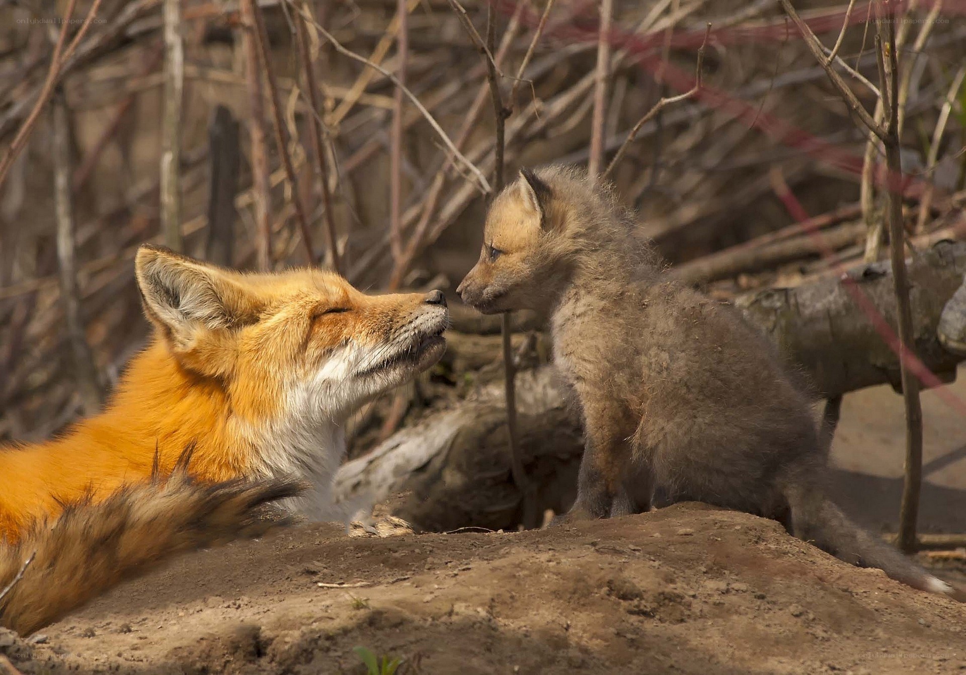 Fox mother and cub interaction
