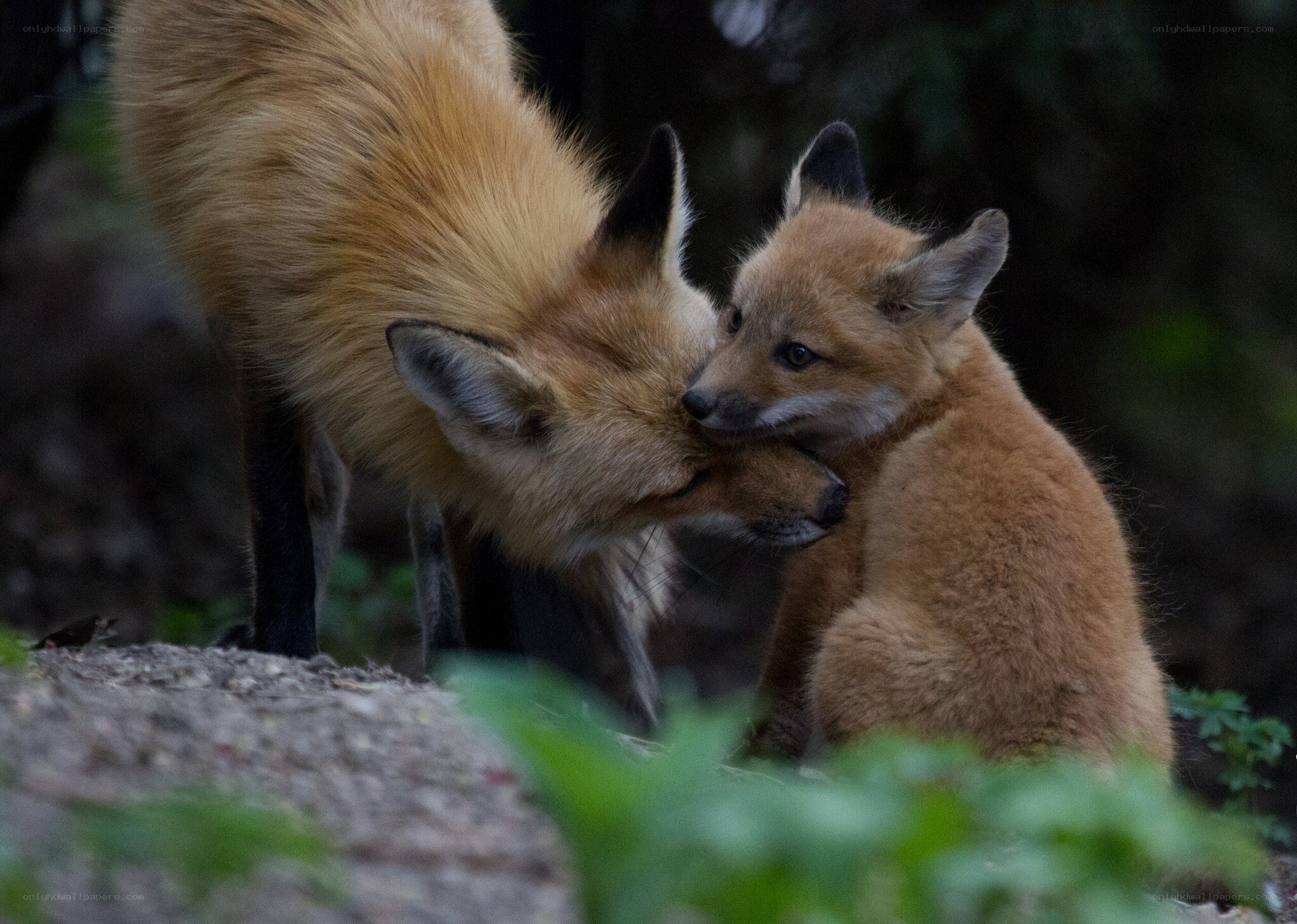 Fox mother and cub nuzzle