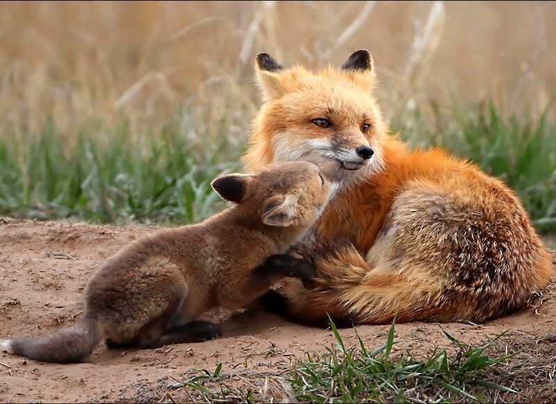Fox Mother and Cub — Orange