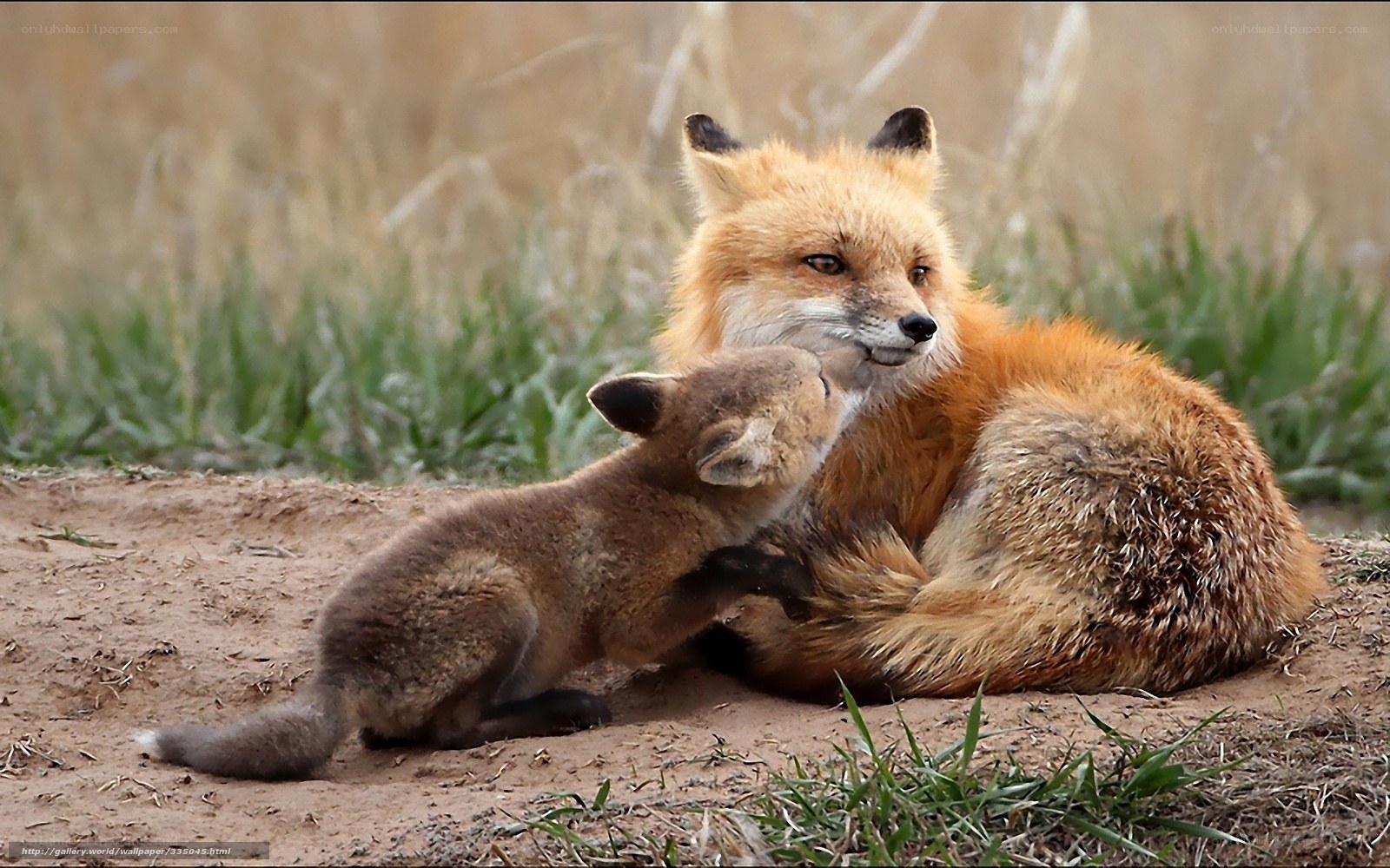 Fox mother and cub