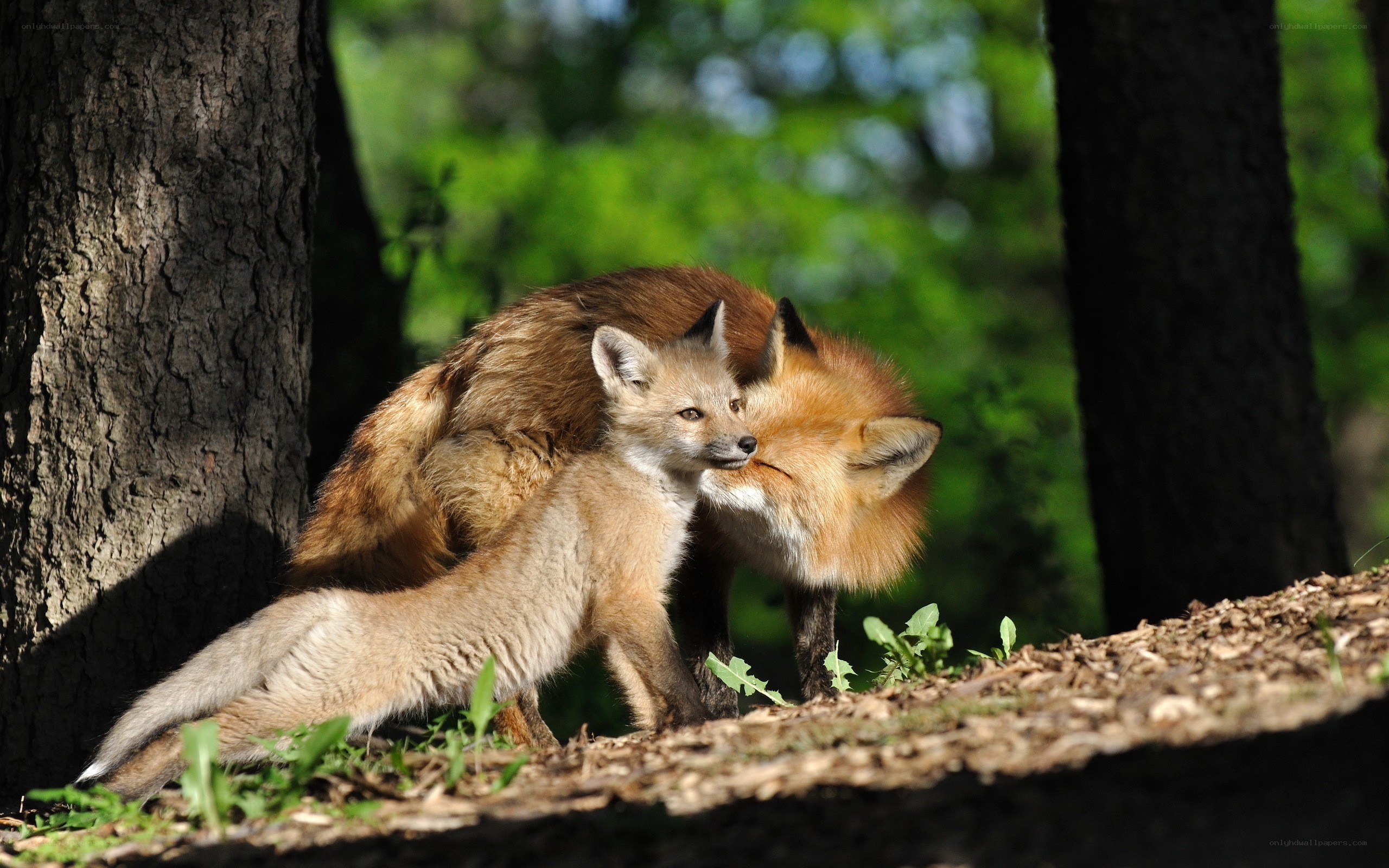 Fox mother and kit in forest