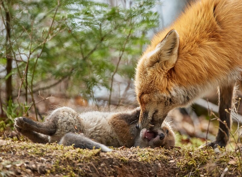 Fox Mother and Kit — Orange