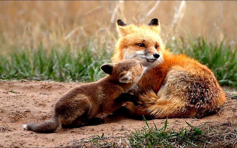 Fox Mother and Kit