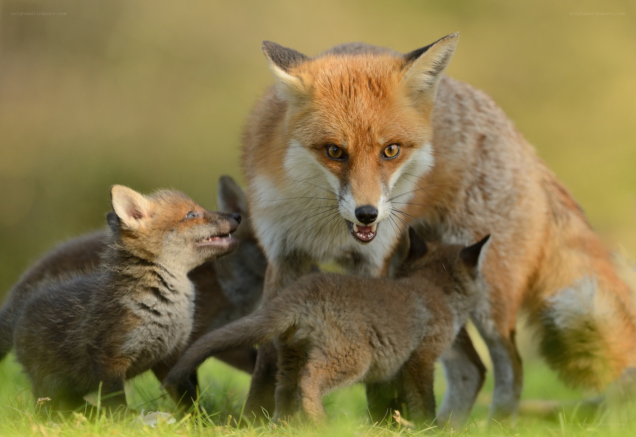 Fox mother with her kits