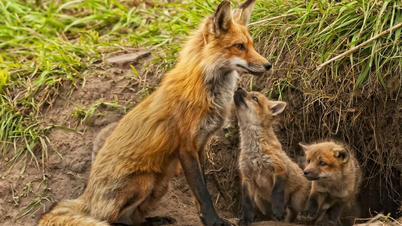 Fox Mother with Kits