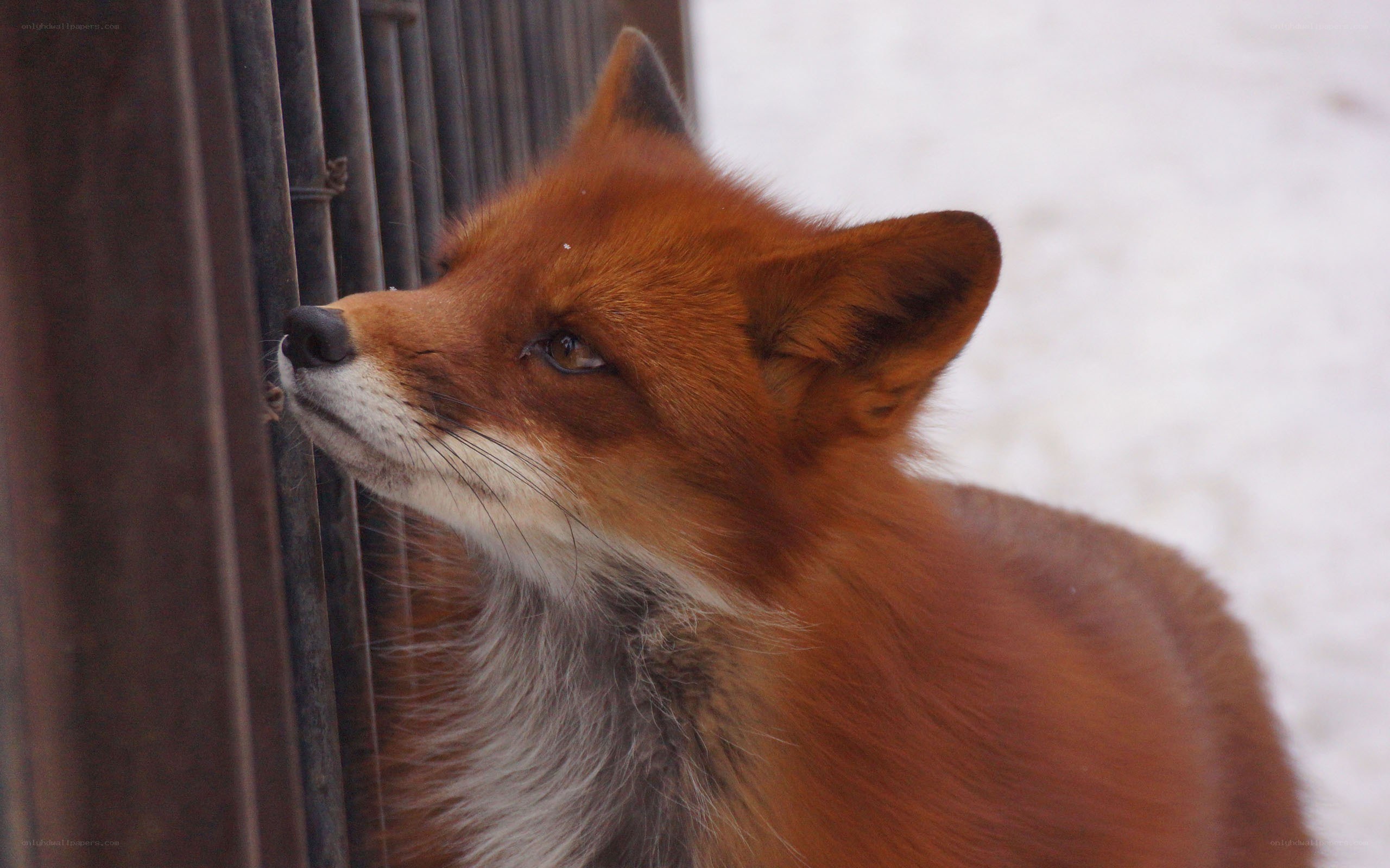 fox near a fence