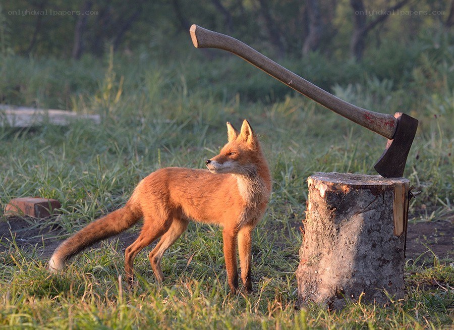 Fox near axe in forest