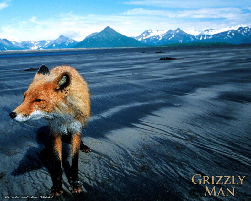 fox on a beach with mountains