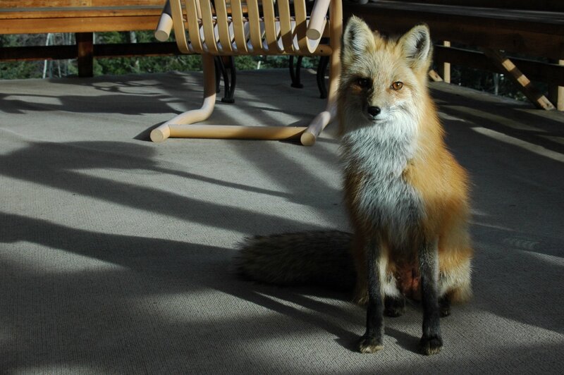 Fox on a deck in sunlight