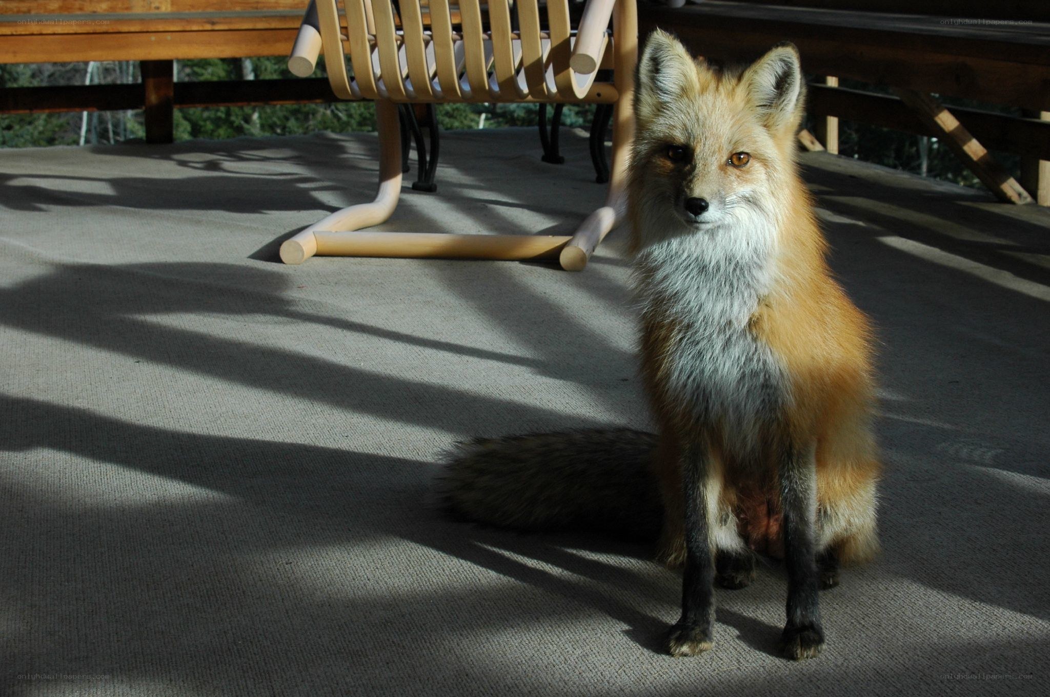 Fox on a deck in sunlight