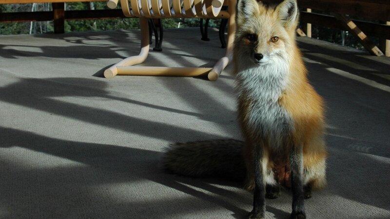 fox on a deck