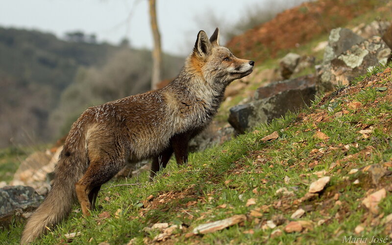 fox on a grassy hillside