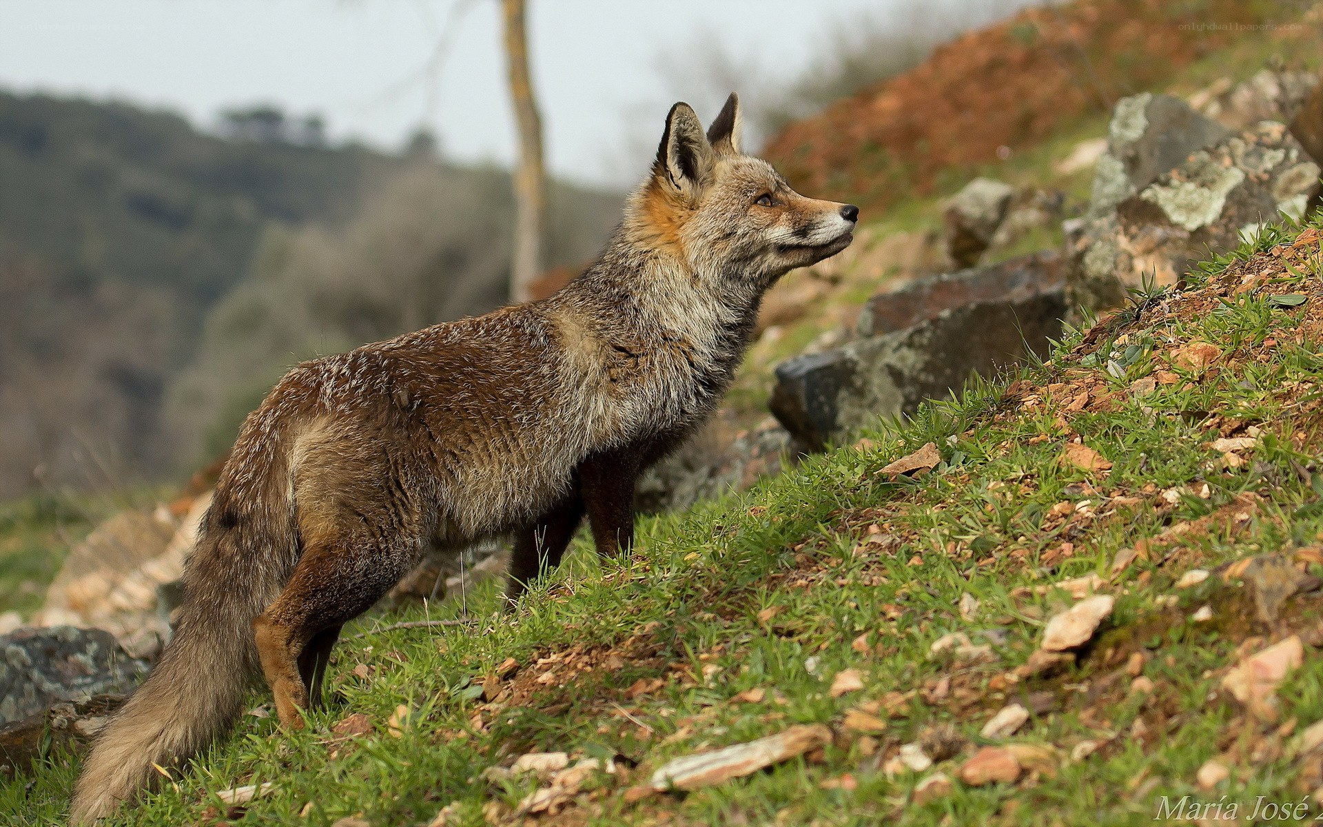 fox on a grassy hillside