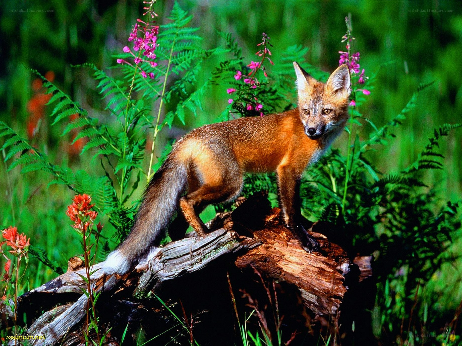 Fox on a log in the forest