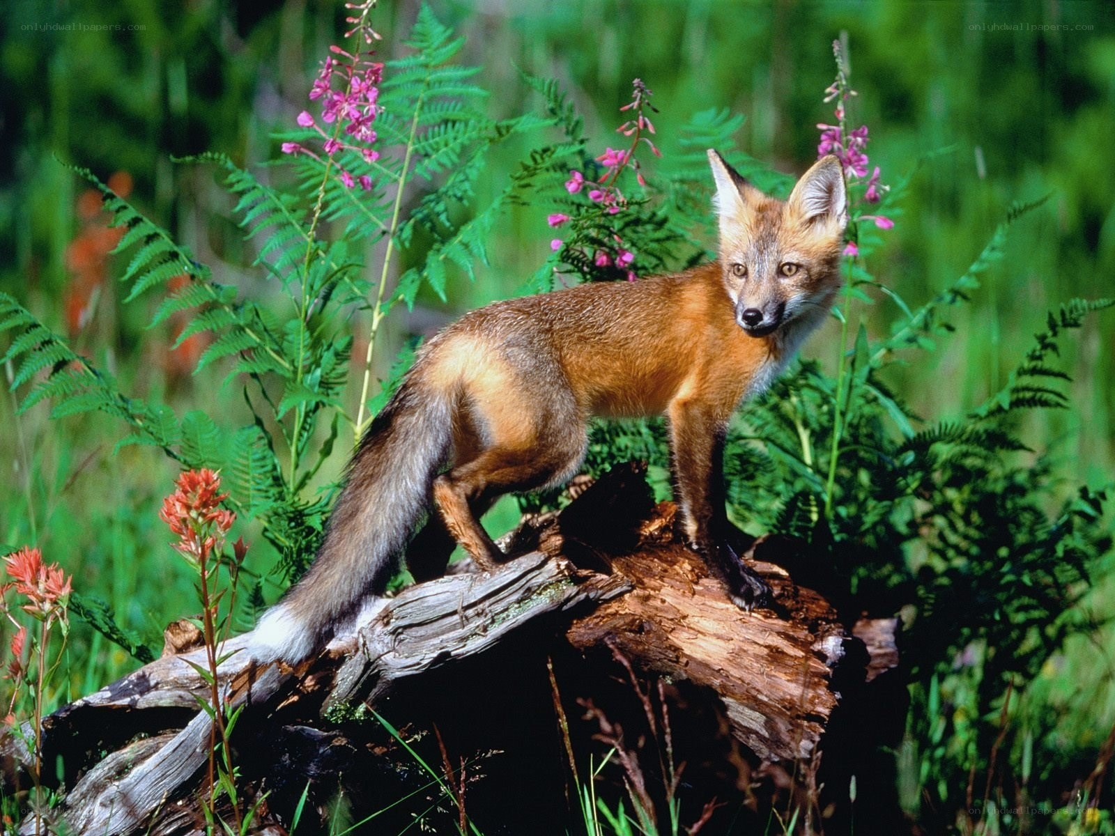 fox on a log in the forest