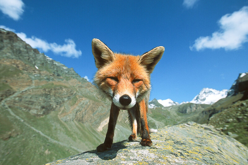 Fox on a mountain peak