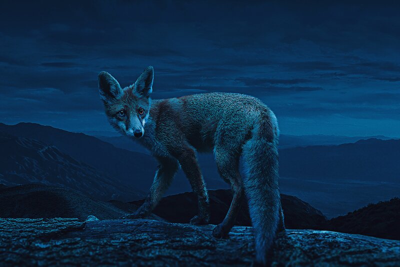 Fox on a Mountain