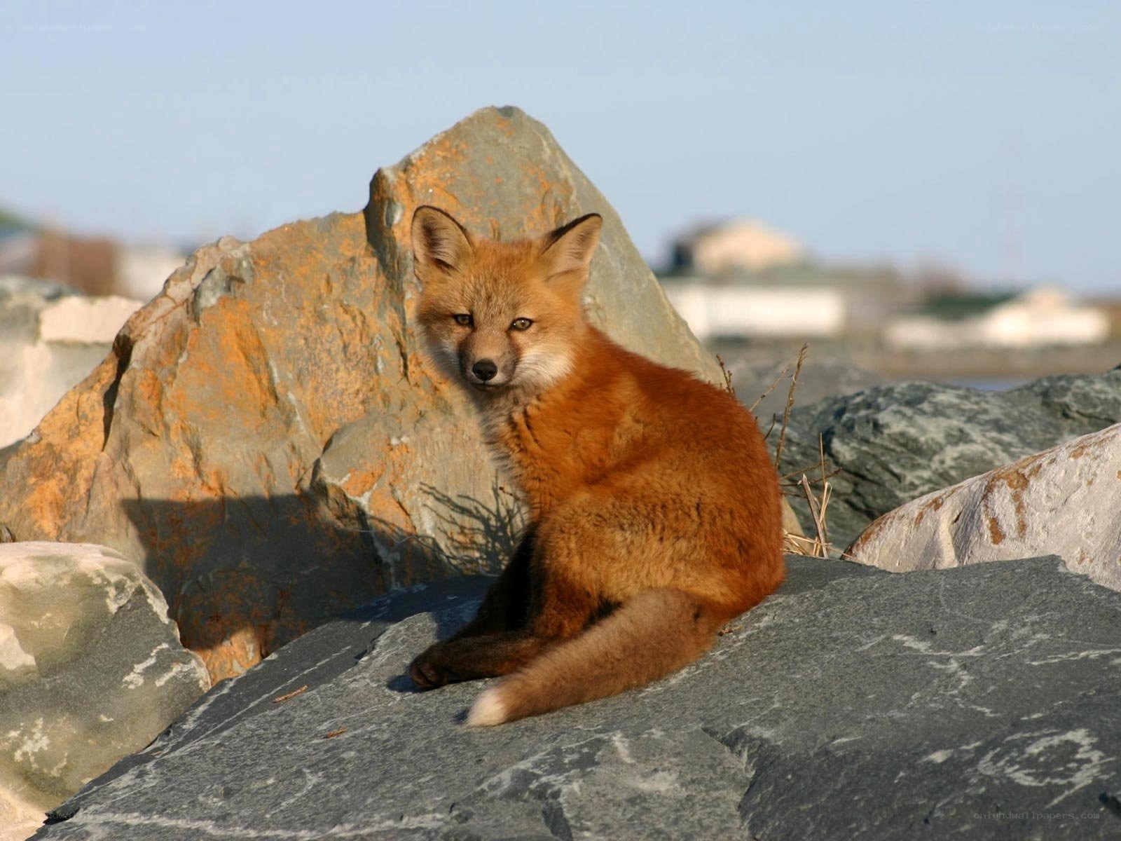 Fox on a rocky shore