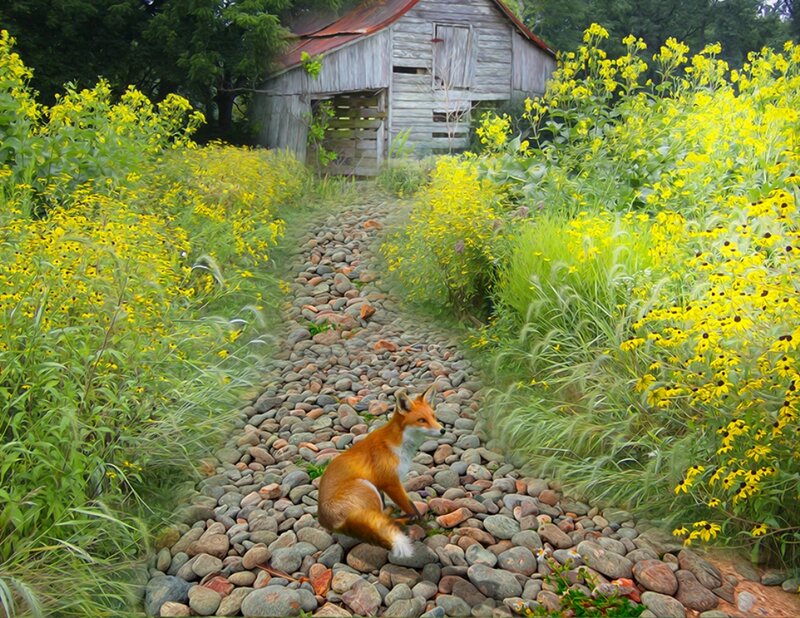 Fox on a Stone Path