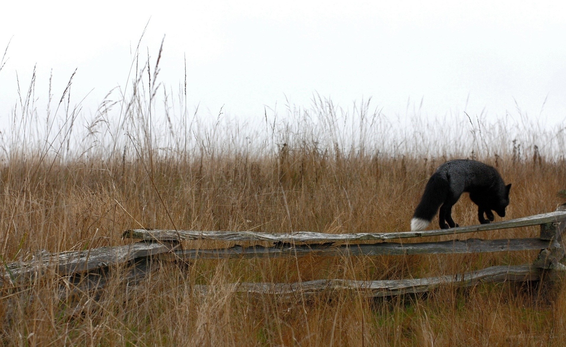 Fox on a wooden fence
