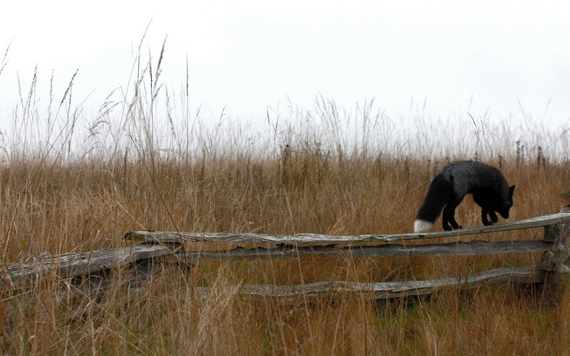 Fox on a wooden fence