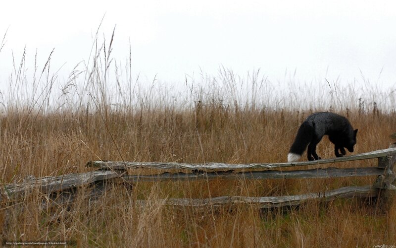 Fox on a wooden fence