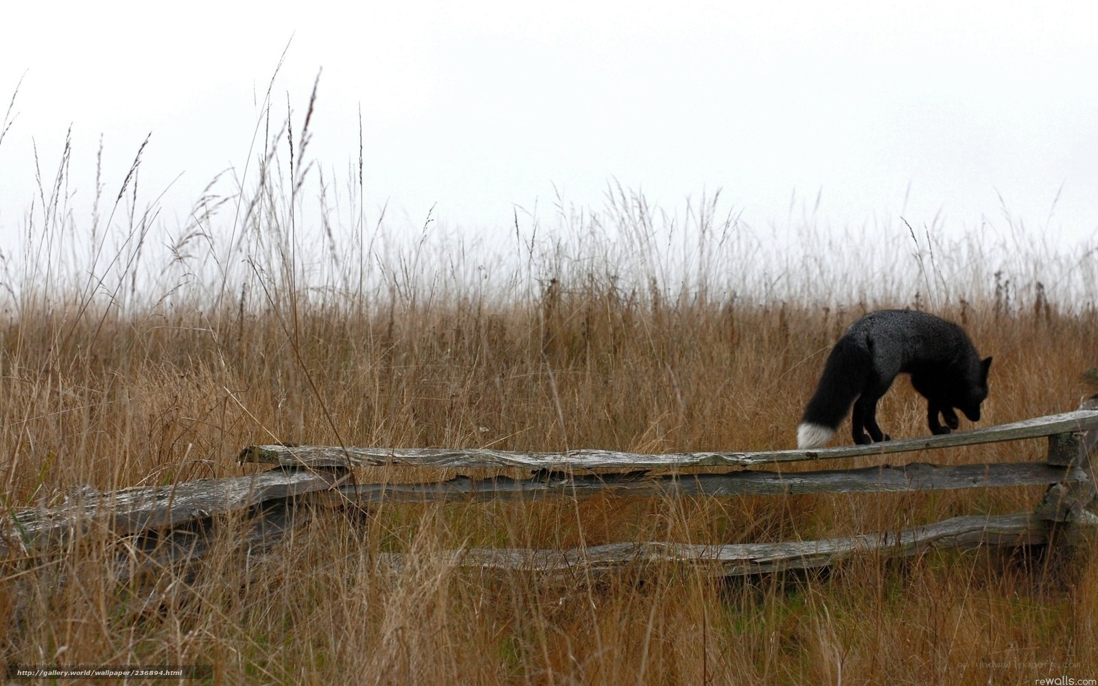 Fox on a wooden fence