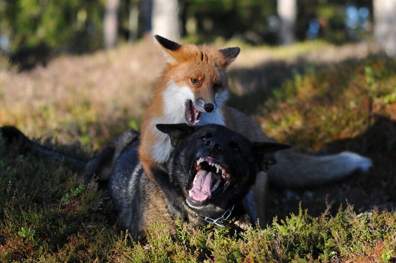 Fox on Dog Back