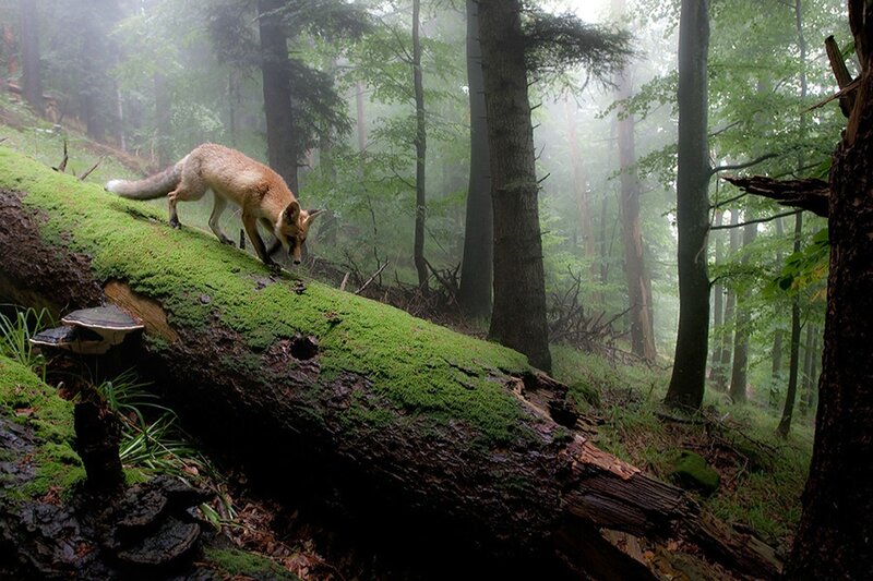 Fox on Fallen Log — Green