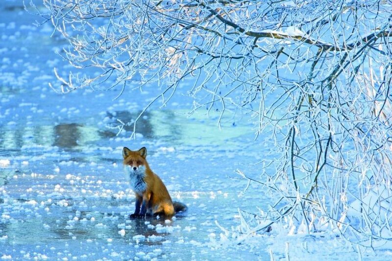 Fox on Frozen Lake — Blue