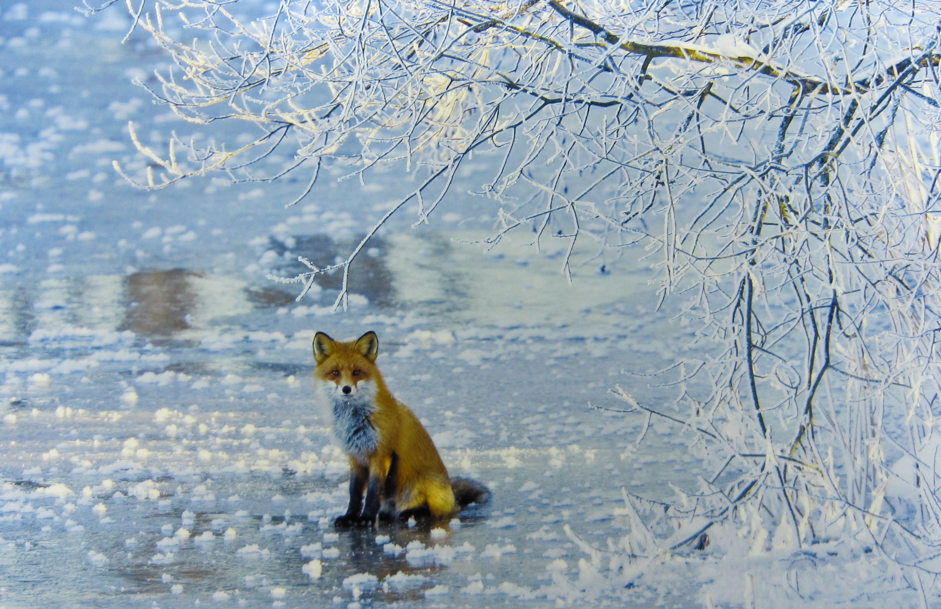 Fox on frozen lake