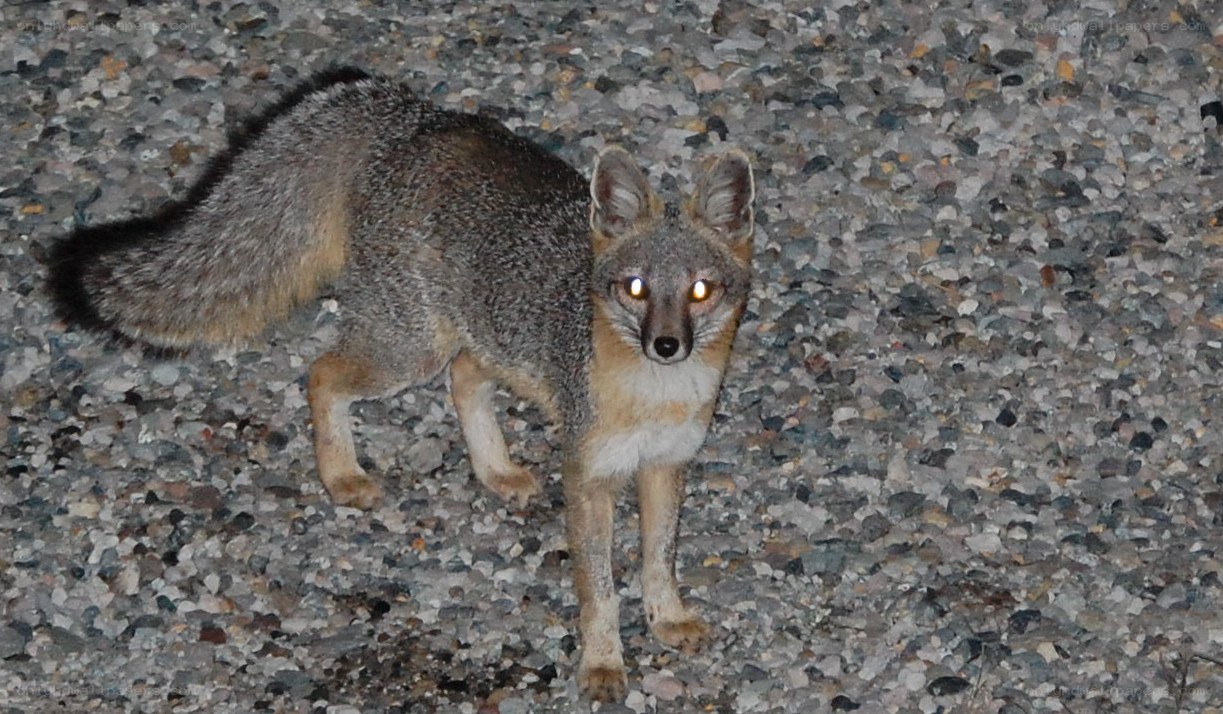 fox on gravel at night