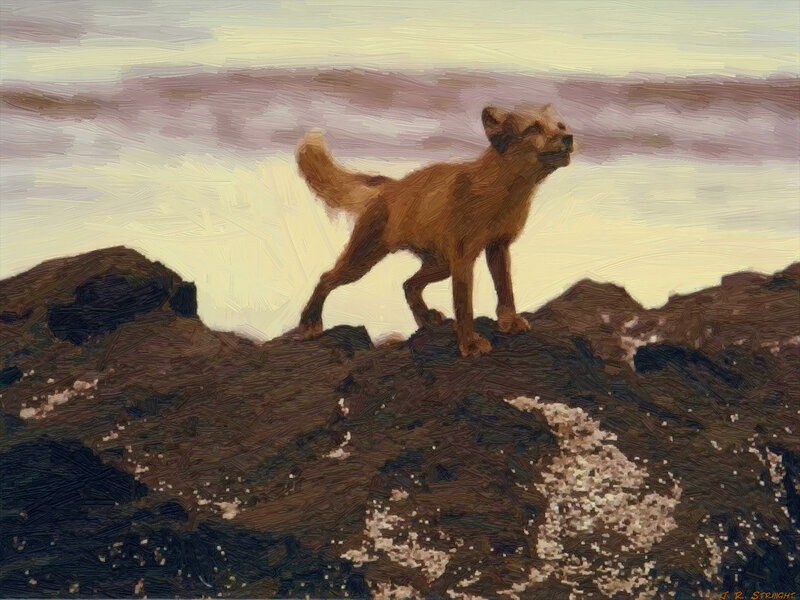 Fox on Rocky Terrain
