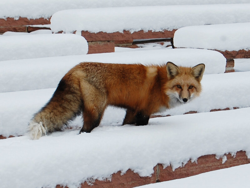 fox on snowy steps