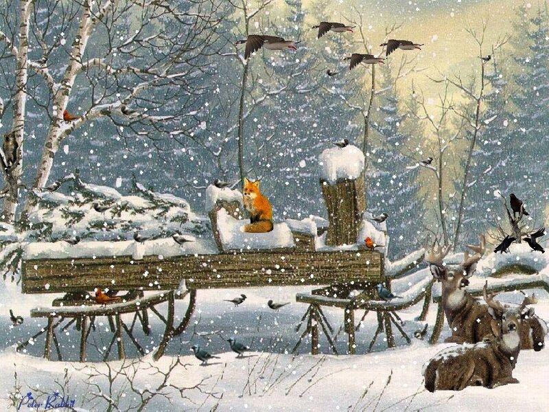 Fox on Wooden Bench — White