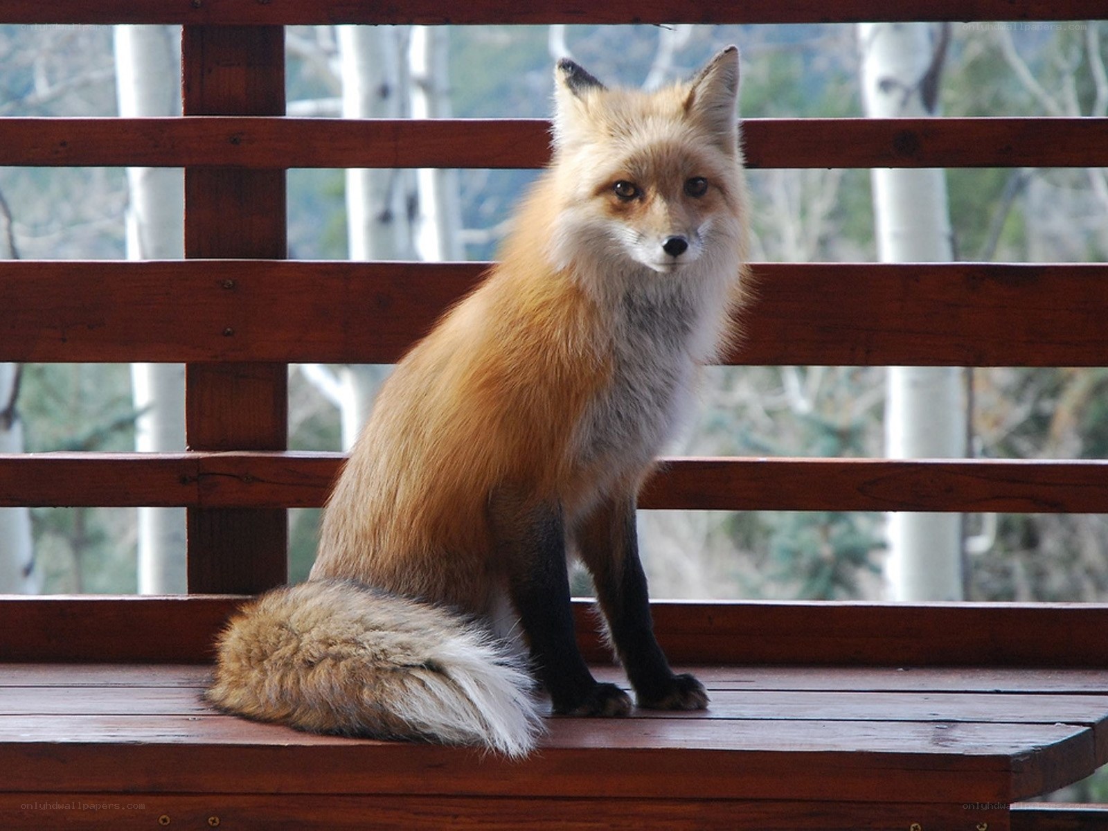 fox on wooden bench