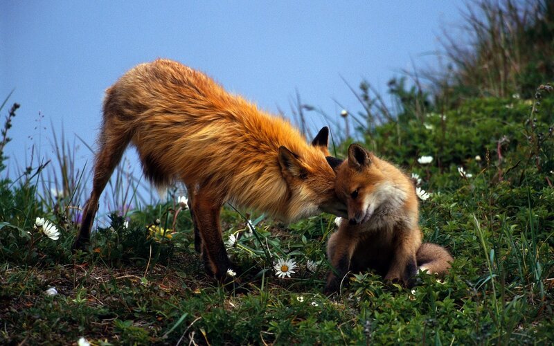Fox parent and cub in grass