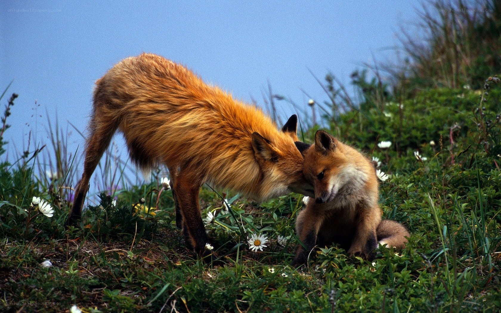 Fox parent and cub in grass