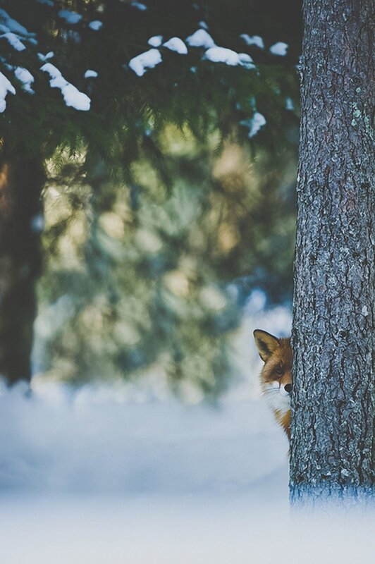 fox peeking from behind tree