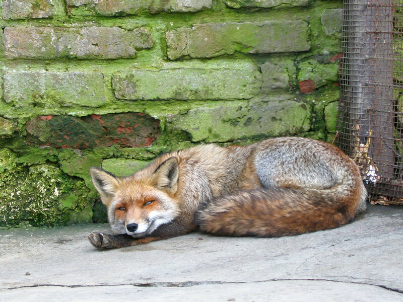 Fox resting by a mossy wall