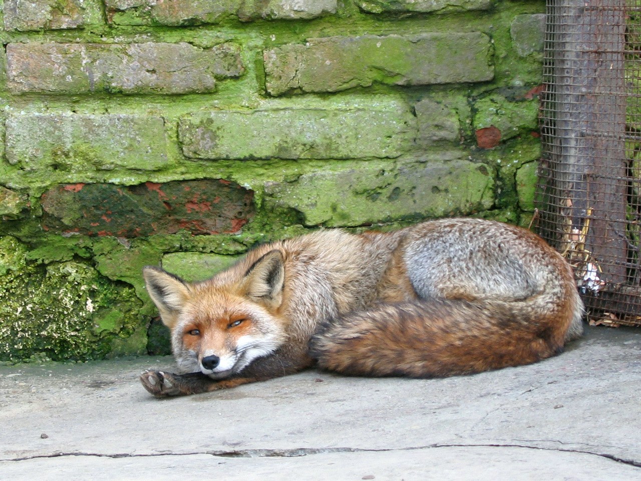 Fox resting by a mossy wall