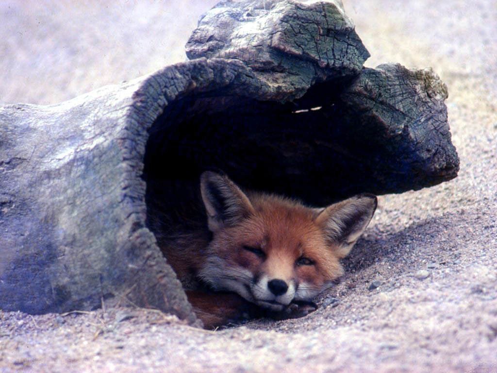 Fox resting in a hollow log
