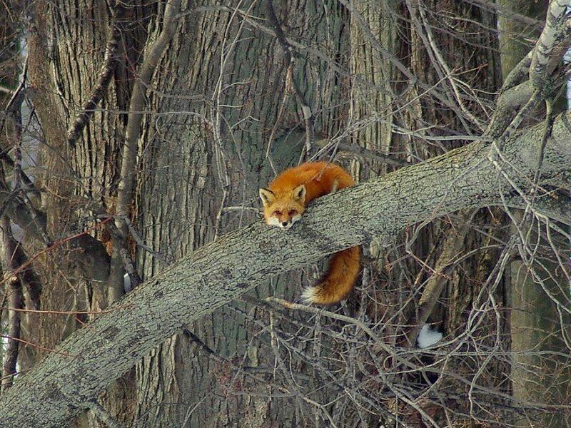 fox resting in a tree