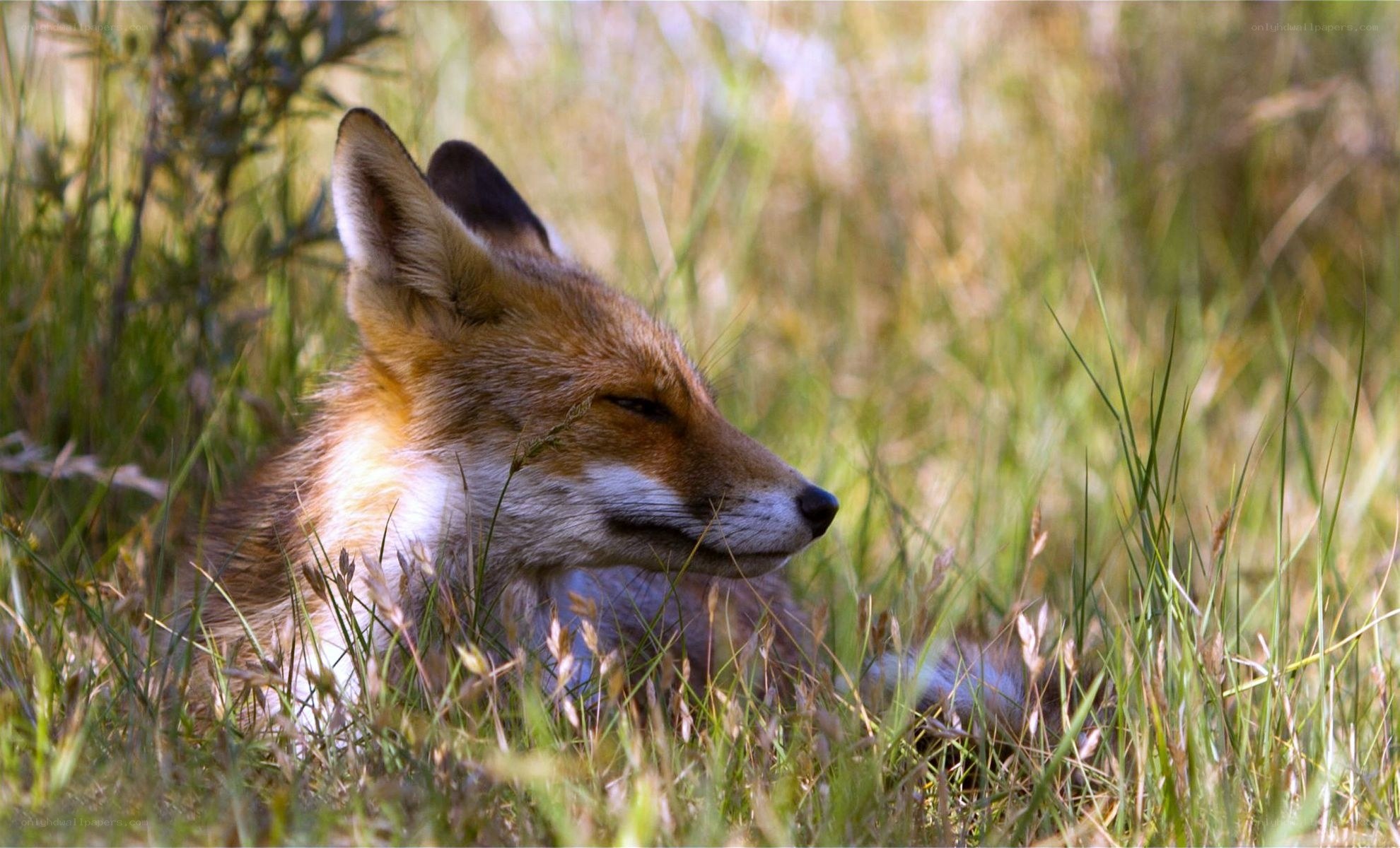 Fox resting in grass