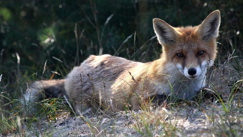 fox resting in grass