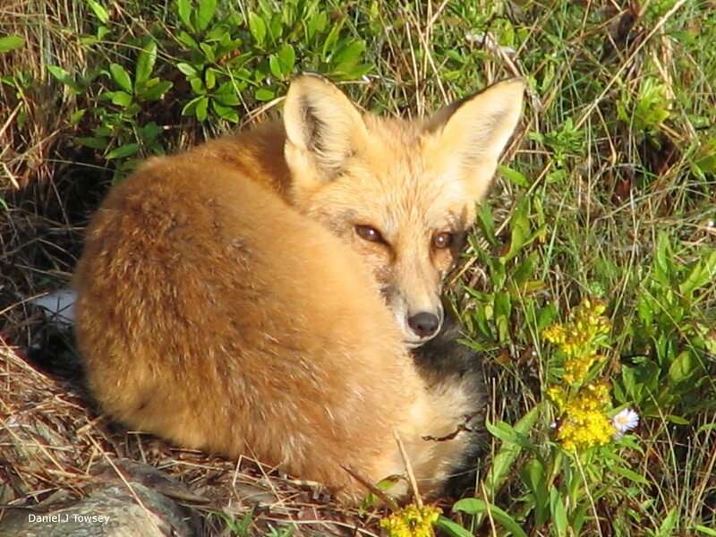 Fox resting in grass