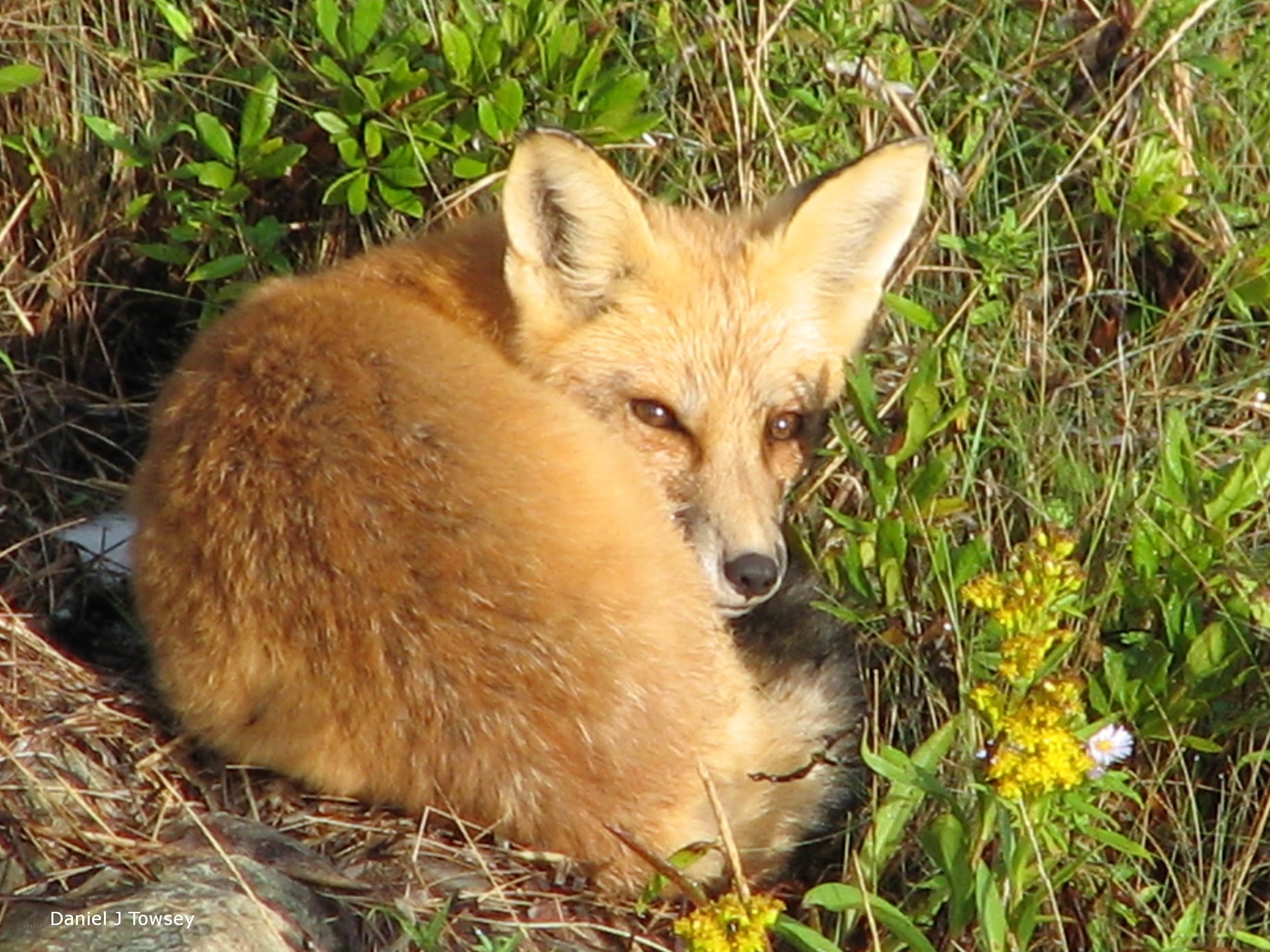 Fox resting in grass